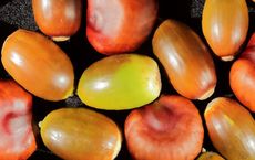 Article Image for Ancient Grains and Their Modern Nutritional Revival