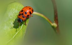 Article Image for Biodiversity Loss and Global Business Risk