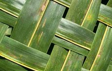 Article Image for Breakthroughs in Sustainable Materials