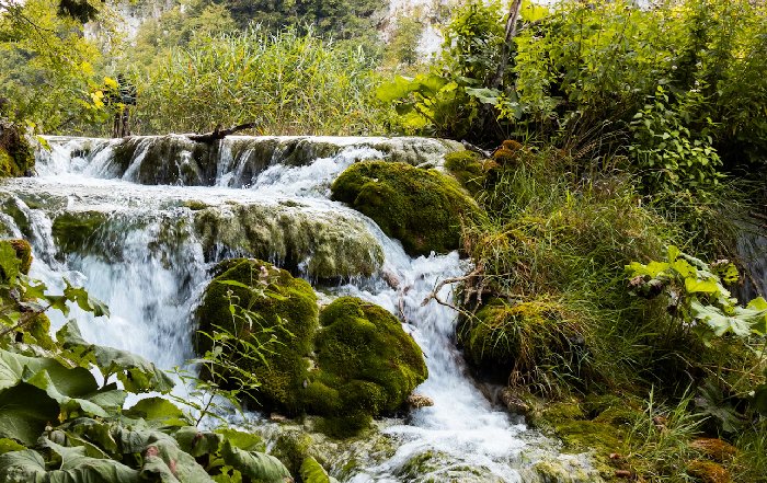 Article Image for Forest Bathing and Its Proven Health Benefits