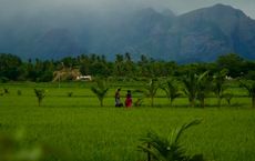Article Image for Global Food Security Challenges and Solutions