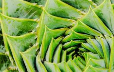 Article Image for Innovative Plant-Based Nutrition Trends