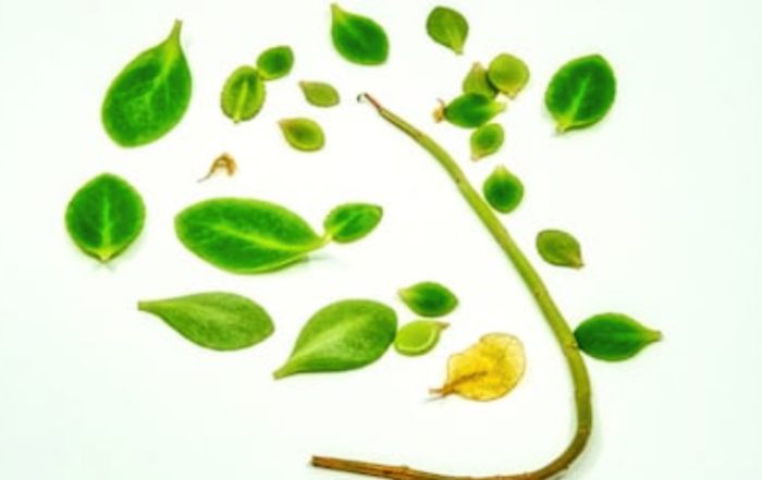 Article Image for The Impact of Sustainability Demands on Global Fitness Brands