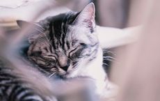 Article Image for The Science of Sleep and Cognitive Performance