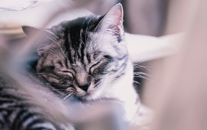 Article Image for The Science of Sleep and Cognitive Performance